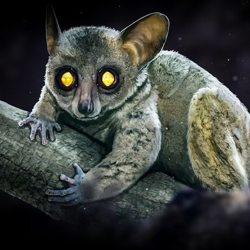 Otkriveno da ljudski preci nisu evoluirali gdje smo mislili
