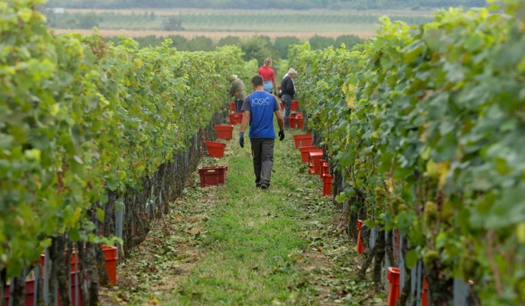 Istraživanje: Nestat će 85 posto vinograda ako se Zemlja zagrije za 4 stupnja