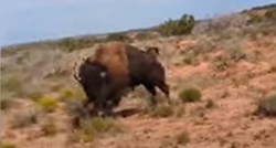 VIDEO Ženu u Teksasu izbo bizon: "Prišla sam mu preblizu"