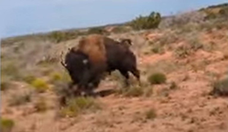 VIDEO Ženu u Teksasu izbo bizon. Objavila je snimku napada