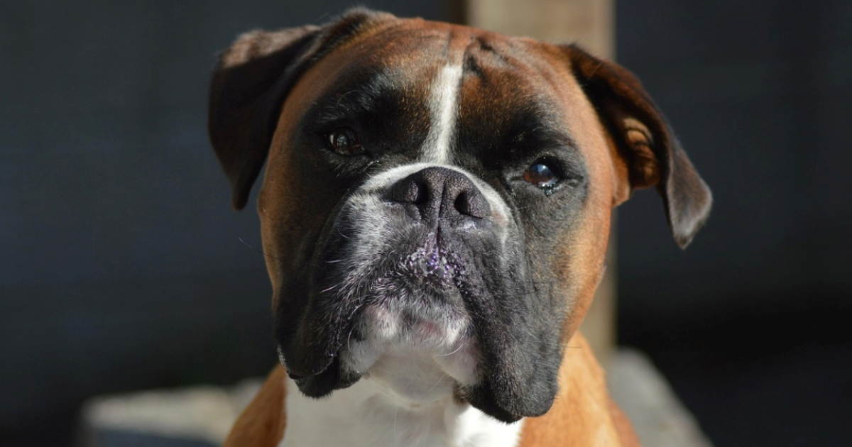 Veterinar upozorava: Ove pasmine možda izgledaju slatko, ali često pate