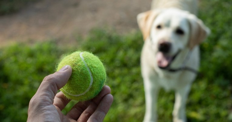 Veterinar upozorio vlasnike da psima ne bacaju teniske loptice, razlog je neočekivan