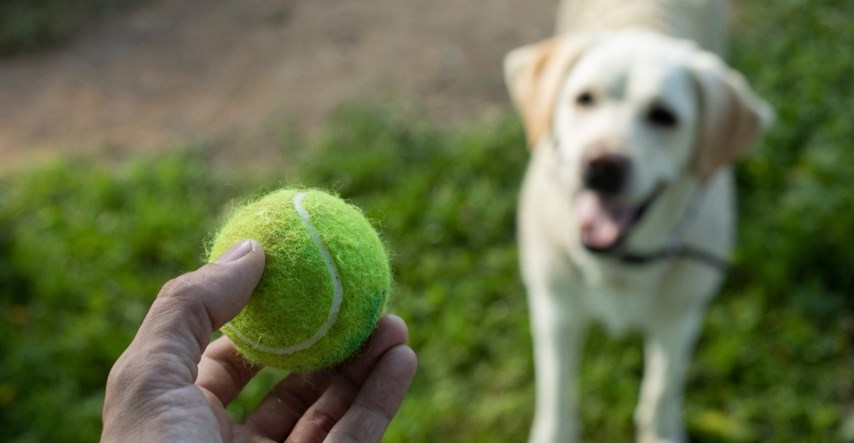 Veterinar upozorio vlasnike da psima ne bacaju teniske loptice, razlog je neočekivan