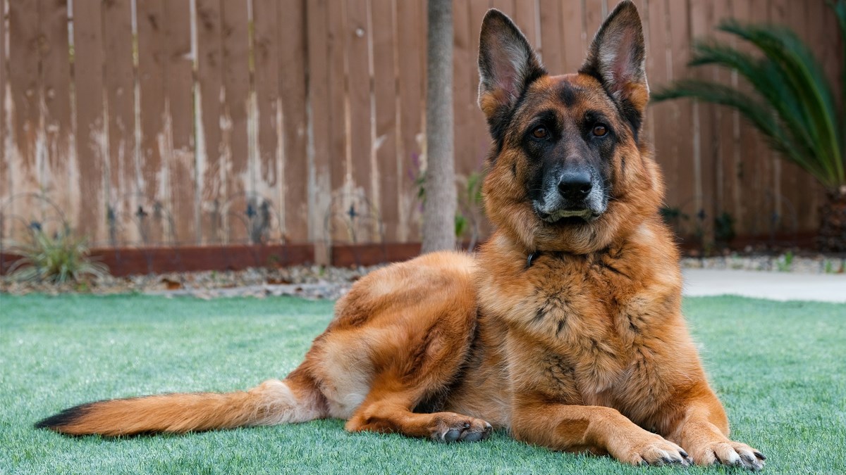 Vrlo popularan, snažan, odan i hrabar čuvar, a prije svega najbolji prijatelj