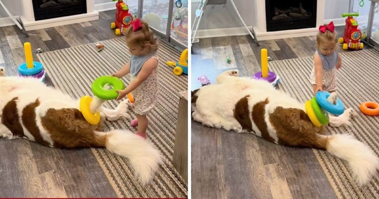 Djevojčica pretvorila bernardinca u stalak za igračke, video je hit