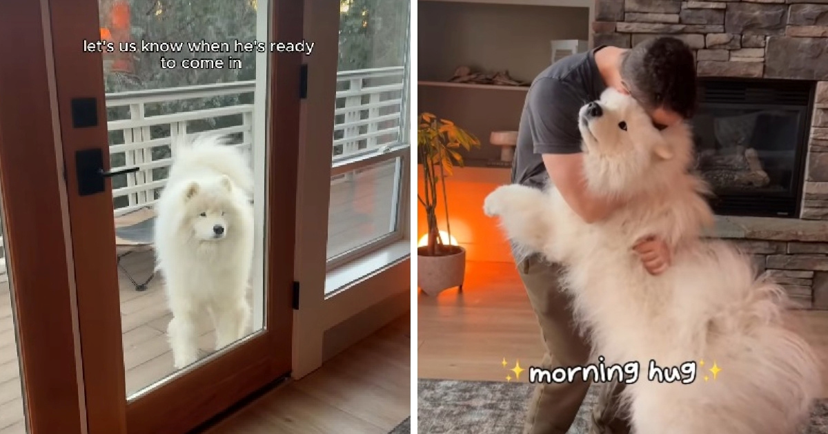 Preslatka jutarnja rutina samojeda Boomera osvojila je internet