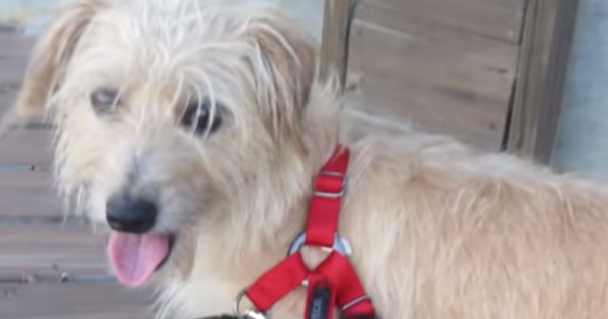 Psić koji je bačen s balkona jer su ga smatrali ružnim se čudom oporavio