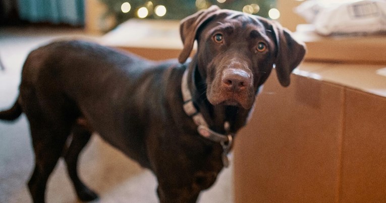 Veterinari uoči blagdana imaju upozorenje za sve koji posjeduju psa