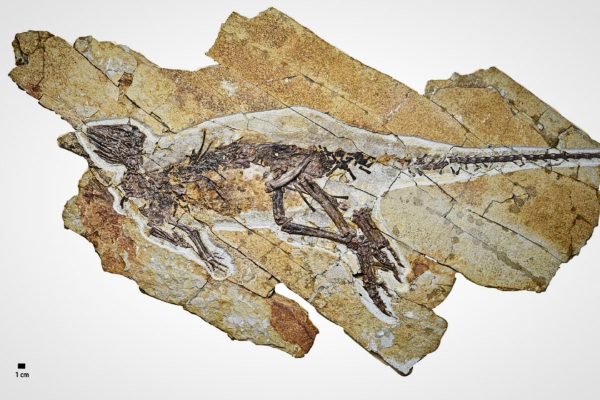 Otkriven dinosaur koji je možda cvrkutao poput ptice