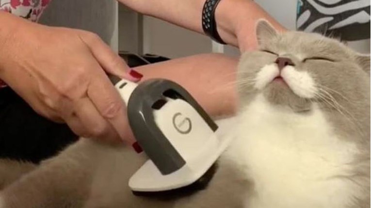 Reakcija mačke kada joj vlasnica počne usisavati krzno hit je na internetu