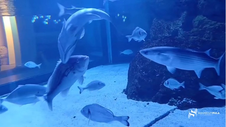 Aquarium Pula podijelio snimku neobičnog ljubavnog plesa ribe koja mijenja spol