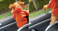 Mali pudl ispao kroz prozor automobila u vožnji i postao internetska zvijezda