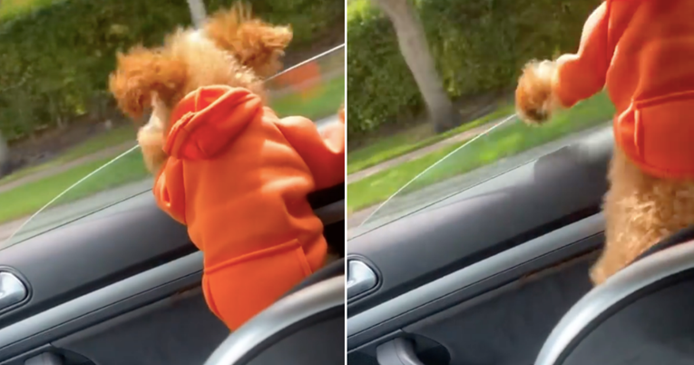 Mali pudl ispao kroz prozor automobila u vožnji i postao internetska zvijezda