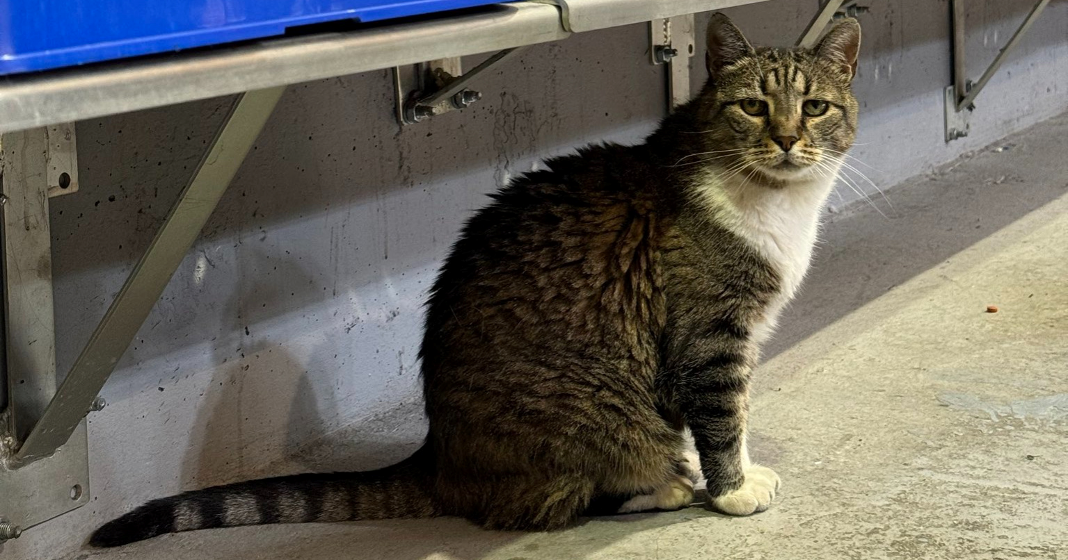 Uginula mačka Ljubica, dugogodišnji simbol dvorane Pionir