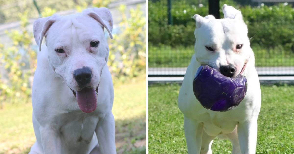Ne čuje vas, ali osjeća koliko ga volite: Gluhi staford Winston traži novi dom