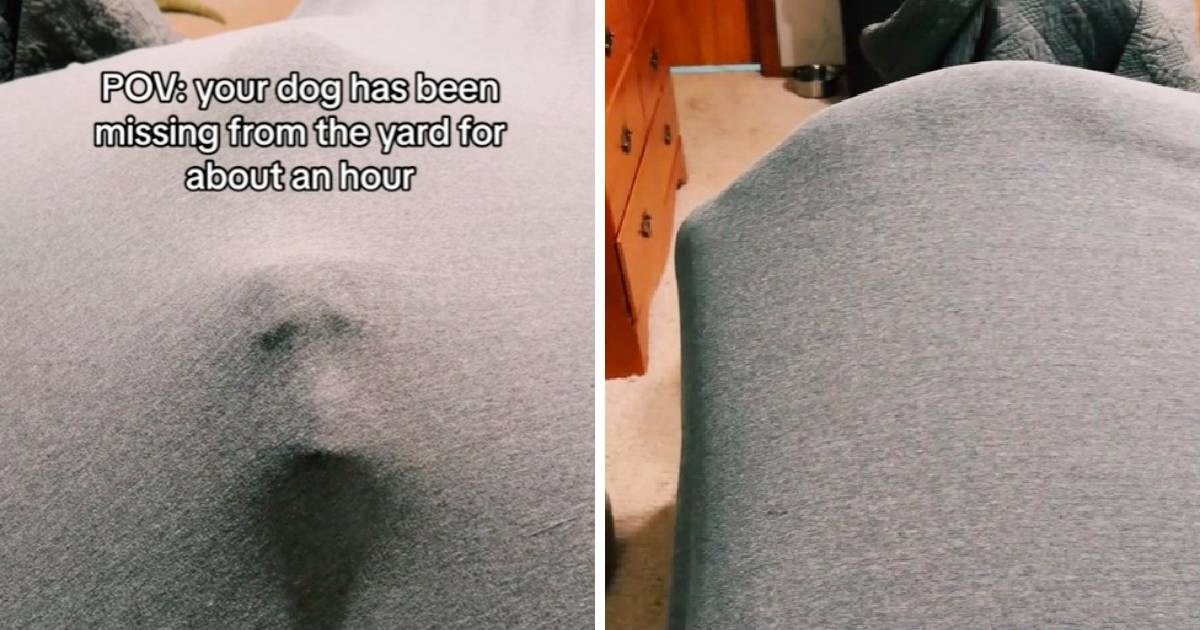 Vlasnica je mislila da je izgubila psa, pogledajte gdje se sakrio
