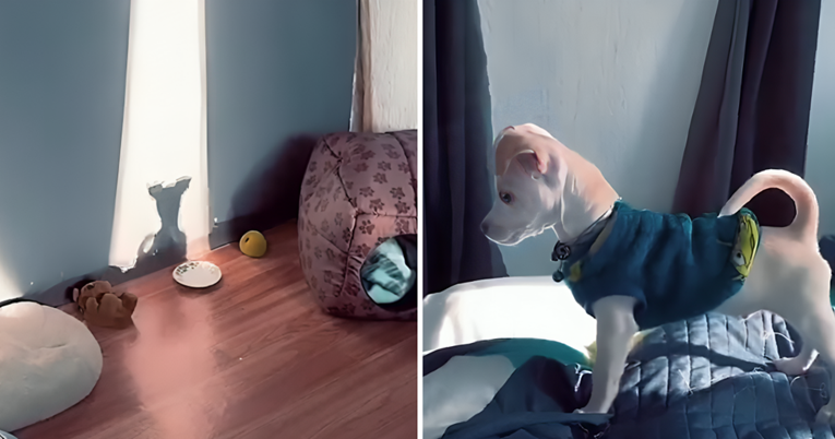 Video psića koji se igra sa svojom sjenom nešto je najslađe što ćete vidjeti danas
