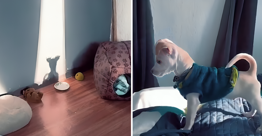 Video psića koji se igra sa svojom sjenom nešto je najslađe što ćete vidjeti danas