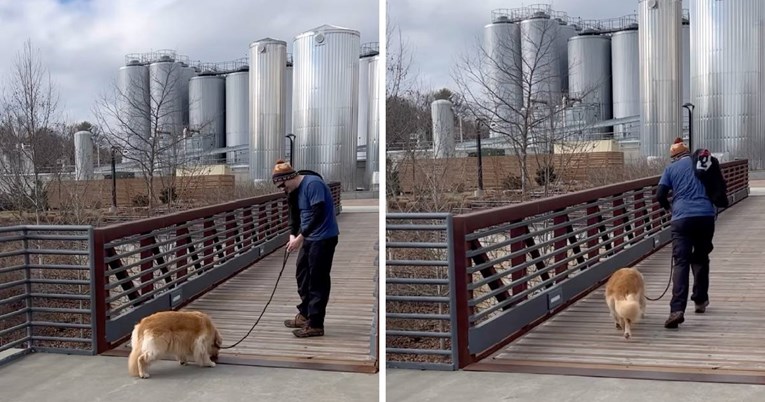 2.4 milijuna pregleda: Retriverica je uz pomoć vlasnika pobijedila strah od mostova