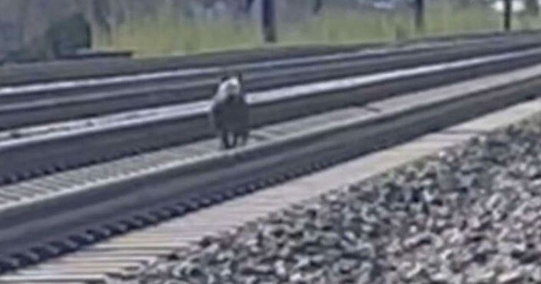 Žena sklonila napuštenog pit bula s pruge nekoliko sekundi prije dolaska vlaka