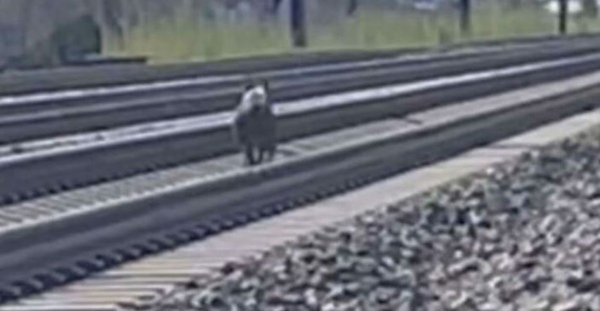 Žena sklonila napuštenog pit bula s pruge nekoliko sekundi prije dolaska vlaka