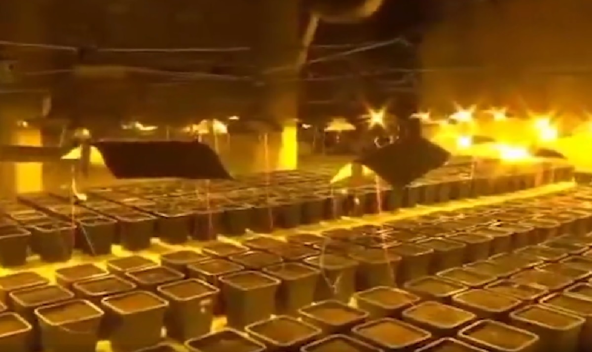 VIDEO Tajna vrata u tuš kabini vodila u veliku plantažu marihuane u Italiji
