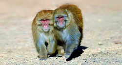 Istraživanje: Muški majmuni češće imaju seks s drugim mužjacima nego sa ženkama