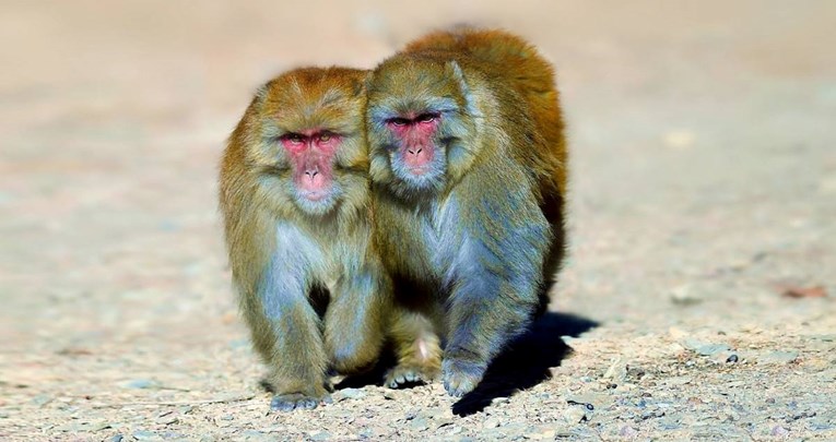 Istraživanje: Muški majmuni češće imaju seks s drugim mužjacima nego sa ženkama