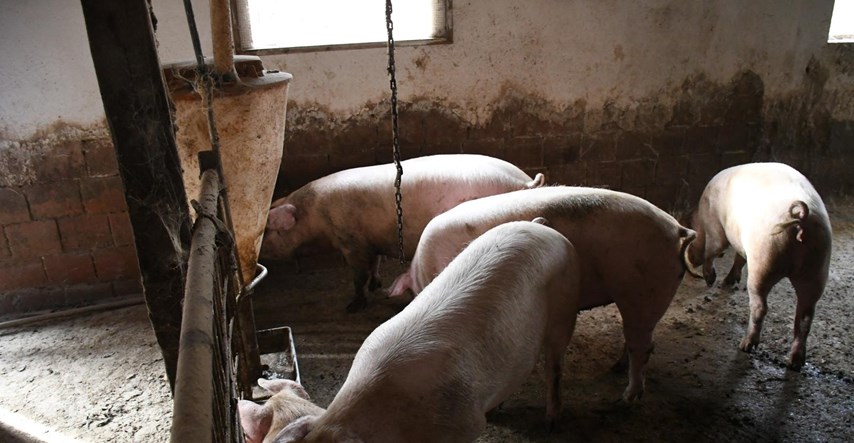 Poljoprivredu u 2023. obilježila je svinjska kuga