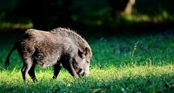 Zabilježen prvi slučaj afričke svinjske kuge kod divlje svinje u Hrvatskoj