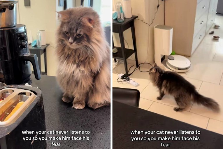 Maine Coon se boji tostera, a uporno dolazi blizu. Njegova reakcija je sve 😂