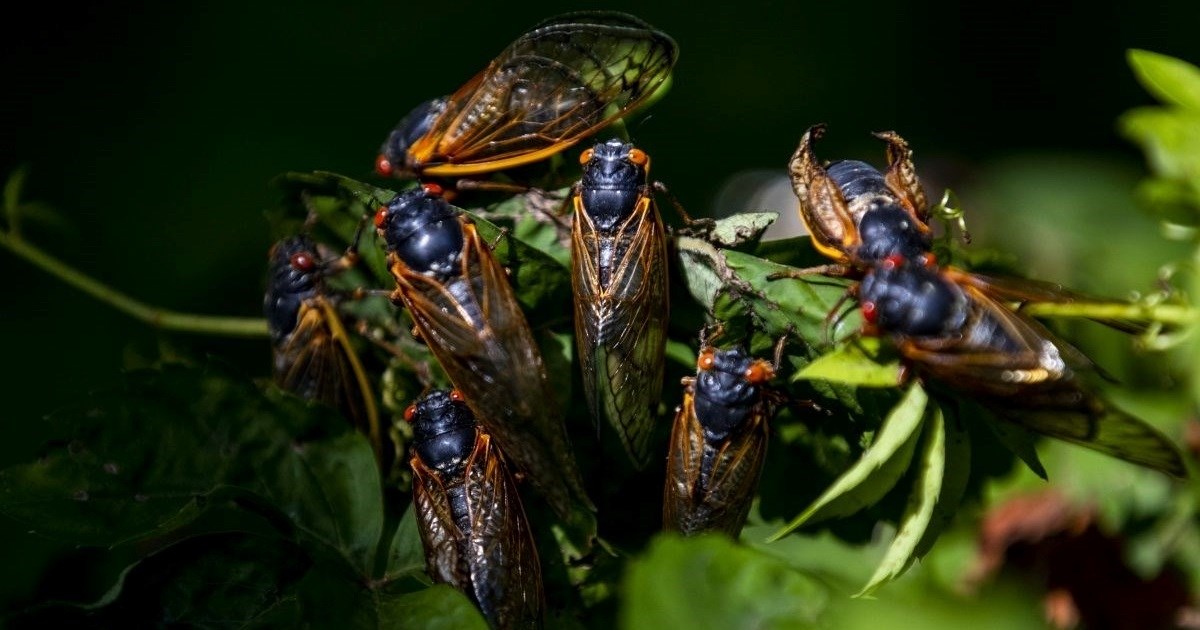 Po Njemačkoj se brzo širi kukac koji uništava povrće. "Ovo je ozbiljna prijetnja"