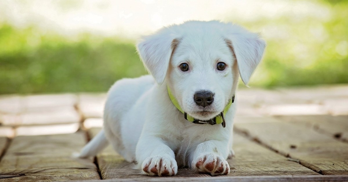 Veterinar objašnjava kako skrbiti o ljubimcima sa svijetlim krznom preko ljeta