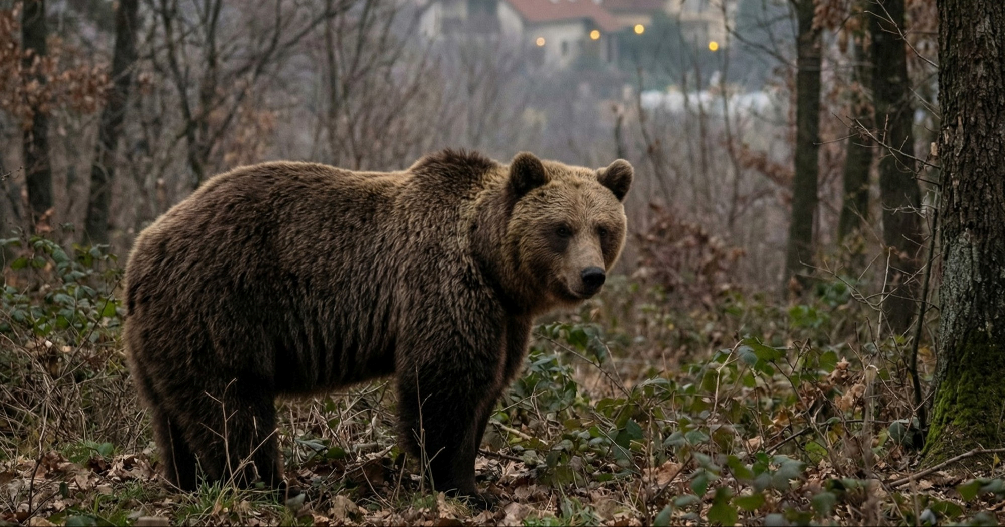 Kod Budimpešte viđen medvjed