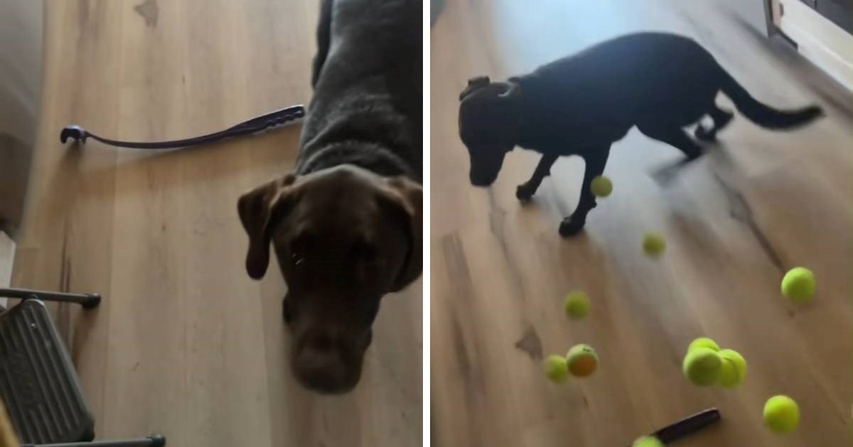 Žena kupila labradorici punu kutiju loptica za tenis, brzo je požalila