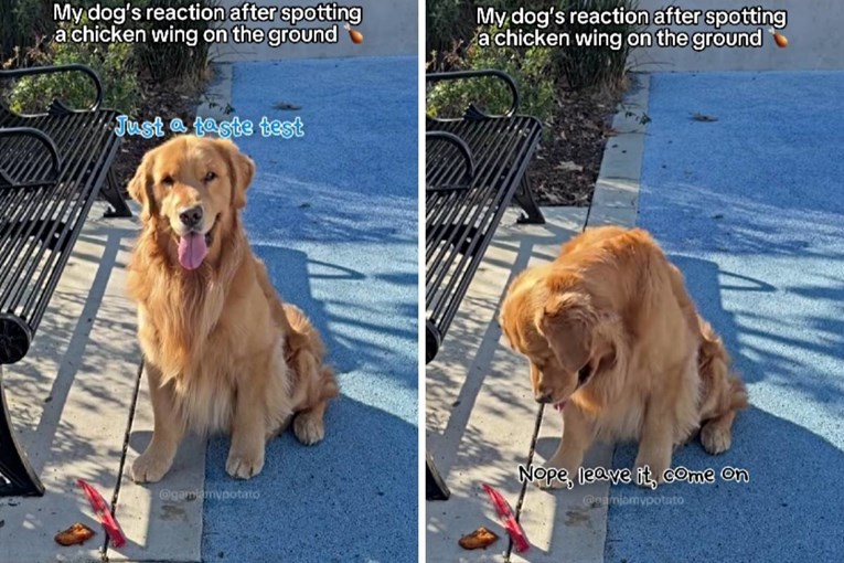 Zlatni retriver pokazao je nevjerojatnu samokontrolu pred piletinom na ulici