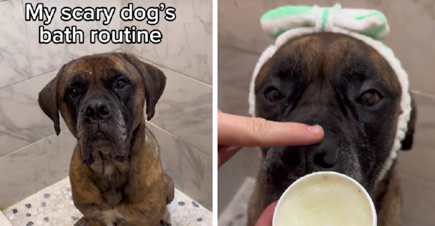 60 milijuna pregleda: Video psa koji uživa u svojoj večernjoj rutini oduševio TikTok