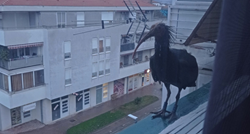 Ženka ćelavog ibisa koja je nedavno došla u Hrvatsku uginula nasilnom smrću?