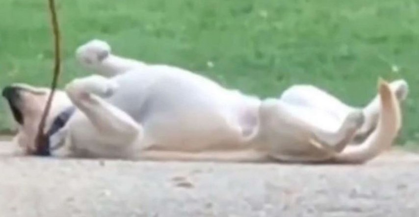 Pas napravio scenu i pretvarao se da je mrtav jer nije htio otići kući iz parka