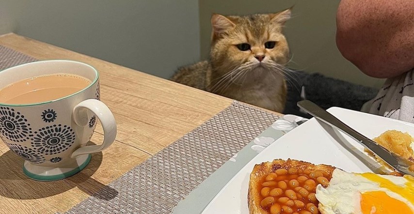 Mačak Bertie postao je viralan zbog svog tužnog lica kad ga se isključi iz večere
