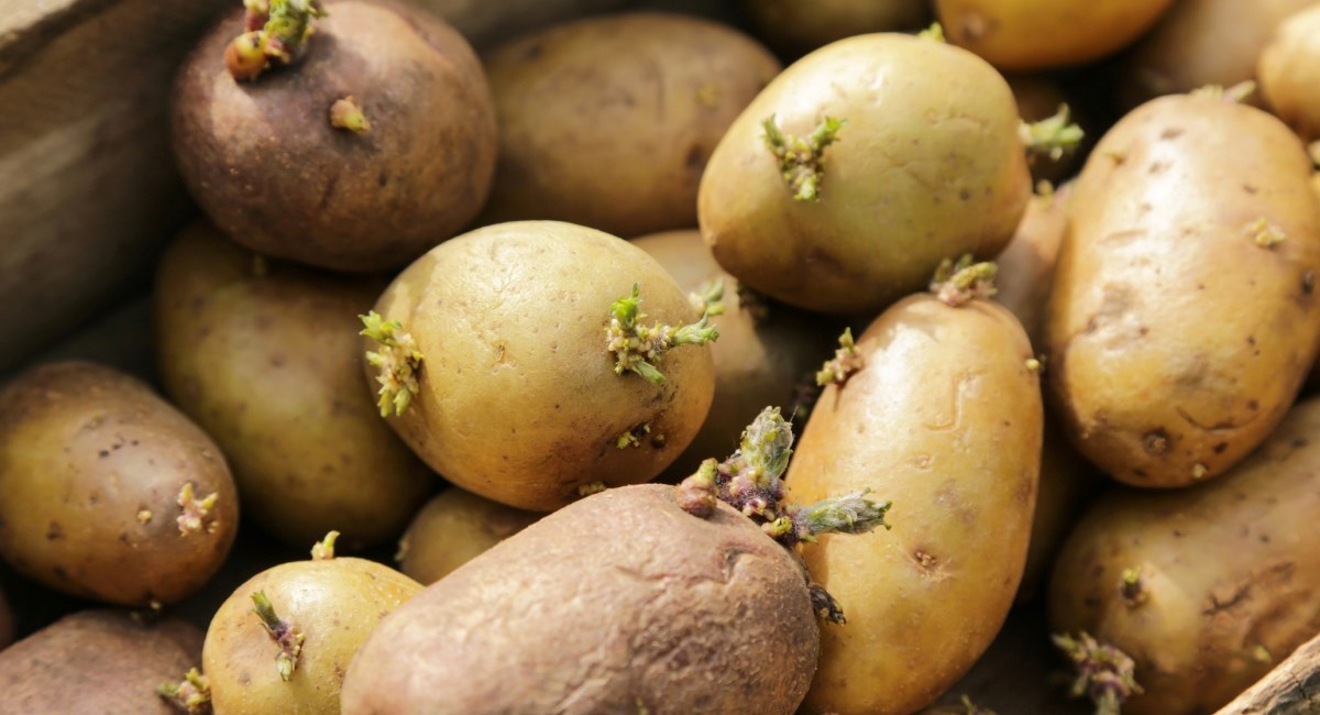 Na krumpiru su se pojavile klice? Evo što trebate učiniti kako bi i dalje bio jestiv