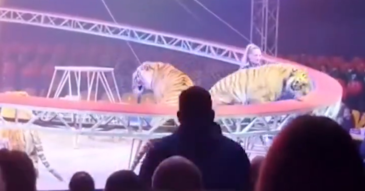 VIDEO Tigar skočio među gledatelje u cirkusu u Rusiji