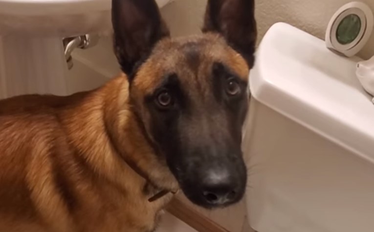 Nećete vjerovati što ovaj pas radi u toaletu