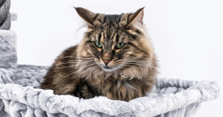 Istraživači tvrde da je ovo deset najslađih pasmina mačaka. Slažete li se s njima?