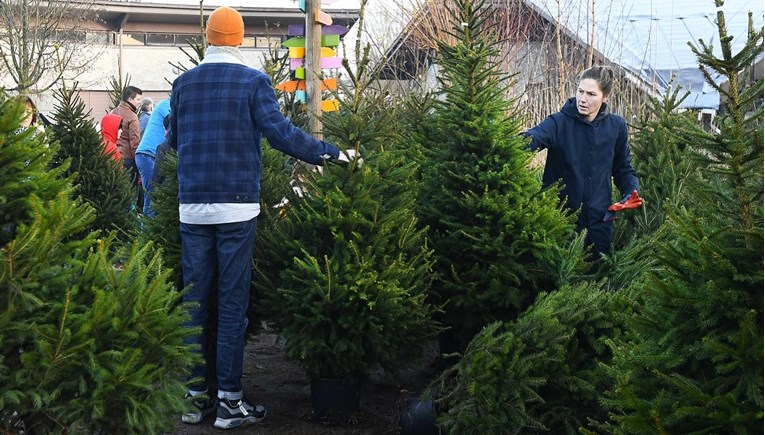 Istraživanje: Pravo božićno drvce može popraviti zdravlje