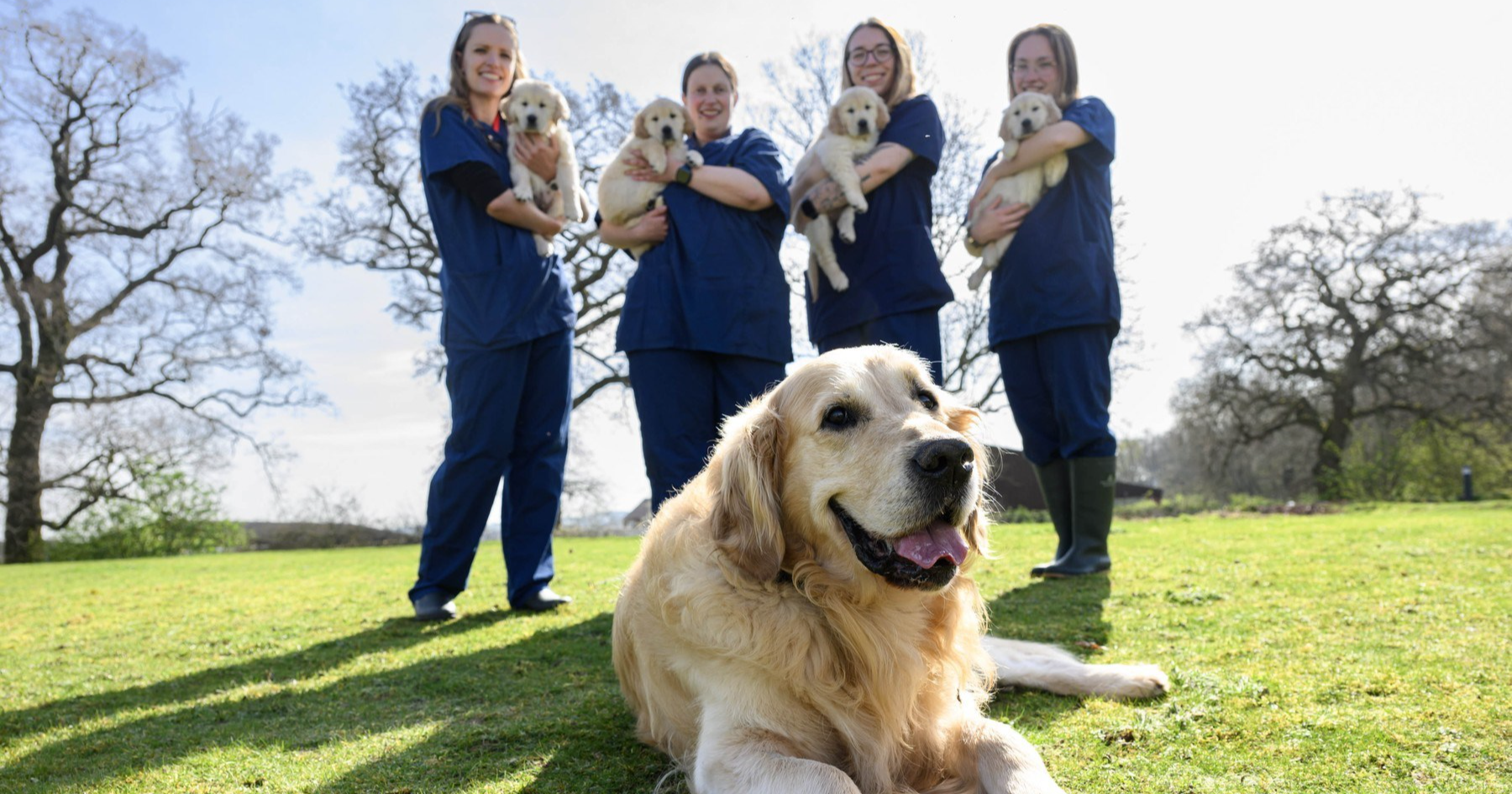 Trigger je 9 godina bio pas vodič i dobio je 300 štenaca. Sad je otišao u mirovinu