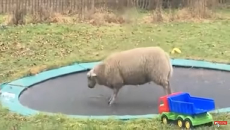 19 milijuna pregleda: Pogledajte što se dogodi kad ovca pronađe trampolin