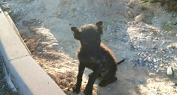 U Novoj Gradiški pronađeno štene u lošem stanju, treba mu pomoć
