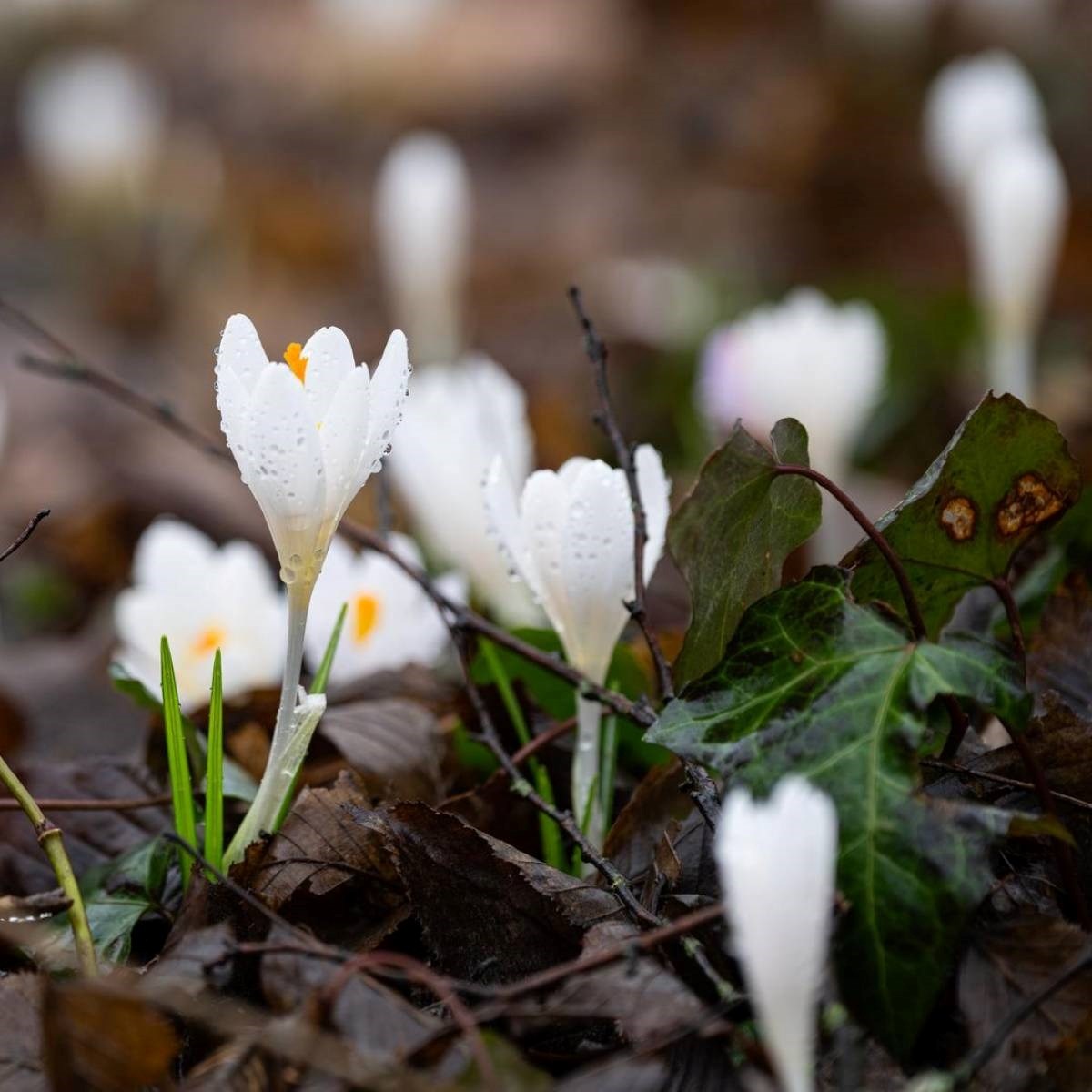 Bliži nam se proljeće. Prvi šafrani uljepšali zagrebački Maksimir