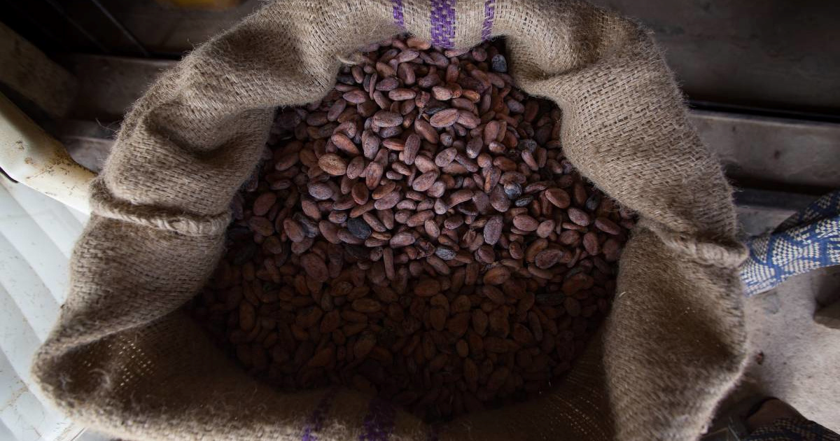 Obala Bjelokosti pokrenula program otkupa kakaovca